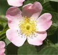 Schottische Zaunrose Weinrose 30-40cm - Rosa rubiginosa