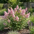 Bloomique - Ceanothus delilianus Perle Rose - Amerikanischer Flieder - Gartenpflanzen - Winterhart - Immergrün - Höhe 60-80 cm - Topf 23 cm