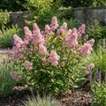 x1 Ceanothus pallidus 'Perle Rose' P23 H70