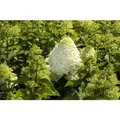 Hydrangea Paniculata Rispenhortensie Grandiflora 125-150 cm