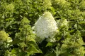 Pflanzen für Dich Gehölze Hydrangea pan. Grandiflora, 1 St., Rispenhortensie, Gartenhortensie