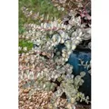 Sedum Sieboldii Mediovariegatum Fetthenne Ca. 9x9 cm Topf