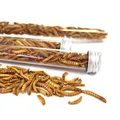 ESSBARE INSEKTEN MEHLWÜRMER - Snack-Insects Insektenröhchen zum Insekten-Kochen