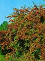 Pflanzen für Dich Gehölze Cotoneaster wat. Cornubia, 1 St., Zwergmispel, Felsenmispel