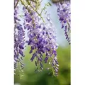 Wisteria Sinensis Chinesischer Blauregen 150–200 cm