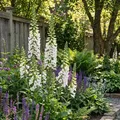 3x Digitalis purp. Dalmatian White P9H20