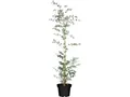 Pflanzen für Dich Eucalyptus Silver Dollar, 1 St., Eukalyptus, Silberdollar-Eukalyptus