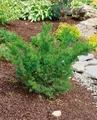 Taxus media 'Farmen', Becher-Eibe, immergrün, 25–30 cm