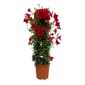 Dipladenie Pflanze, echte Dipladenia sanderi, Pyramide, rot, Topf-Ø 24 cm