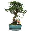 Exotenherz Bonsai Chinesischer Feigenbaum Ficus Retusa ca. 8 Jahre