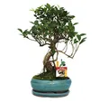Exotenherz Bonsai Chinesischer Feigenbaum - Ficus retusa - ca. 8 Jahre