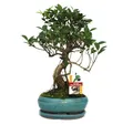 Exotenherz Zimmerpflanze Bonsai Chinesischer Feigenbaum - Ficus retusa - ca. 8 Jahre