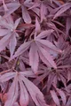 Pflanzen für Dich Gehölze Acer palmatum Shaina, 1 St., Japanischer Ahorn, Fächerahorn