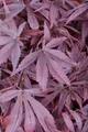 Acer palmatum 'Shaina', Japanischer Ahorn, kompakt, 60–80 cm