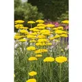 Achillea Filipendulina Goldgarbe Ca. 9x9 cm Topf