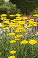 Achillea filipendulina 'Cloth of Gold' 9x9 cm Topf – Winterhart, Mehrjährig, Pflegeleicht – Schafgarbe – Staude für sonnige Beete & Rabatten
