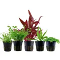 AquaOne Aquarium Pflanzen I 5x Wasserpflanzen Set I Vordergrund Aquarienpflanzen I Alternanthera Lilaeopsis Helanthium Micranthemum I Set mit 5 Vordergrundpflanzen