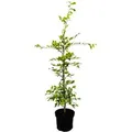 Carpinus betulus 80-100 cm 3 Liter Topf