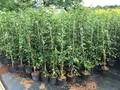 Carpinus betulus 80–120 cm – Winterhart, Mehrjährig, Pflegeleicht – Hainbuche Weißbuche – Heckenpflanze für Garten & Sichtschutz