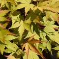 GreenboutiQ - Balkonpflanze - Japanischer Ahorn - Acer palmatum Summergold - Gelb - 1 Pflanze - Laubabwerfend - Topf 19cm Höhe 70cm