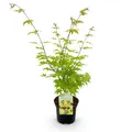 Japanischer Ahorn Acer palmatum Summergold Gelb ⌀19cm ↕70cm