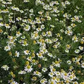 Echte Kamille - Matricaria recutita - lebende Gartenpflanze aus den Baumschulen