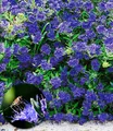 BALDUR Garten 1x Zierstrauch Bartblume 'Blauer Spatz®' , Pflanze im 9x9 cm-Topf, Caryopteris clandonensis, winterhart, für Standort in der Sonne geeignet, reichblühend