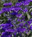 BALDUR Garten 1x Zierstrauch Bartblume 'Blauer Spatz®', Pflanze im 9x9 cm-Topf, Caryopteris clandonensis, winterhart, für Standort in der Sonne geeignet, reichblühend