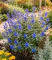 BALDUR Garten Zierstrauch Bartblume 'Blauer Spatz®', 1 St., Bartblumenstrauch, winterhart, mehrjährig, reichblühend
