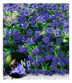Zierstrauch Bartblume 'Blauer Spatz®' , 1 Pflanze Caryopteris clandonensis