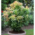 Schattenglöckchen Lavendelheide Passion 25-30cm - Pieris japonica