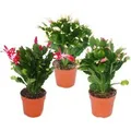 Exotenherz Weihnachtskaktus Schlumbergera Set Mit 3 Pflanzen