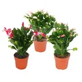 Exotenherz - Weihnachtskaktus - Schlumbergera - Set mit 3 Pflanzen