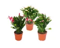 Exotenherz Kaktus Weihnachtskaktus - Schlumbergera - Set mit 3 Pflanzen
