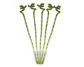 Exotenherz Zimmerpflanze 5er Set Glücksbambus 'Lucky Bamboo' spiralförmig im Röhrchen ca. 40 cm