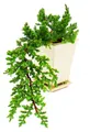 Bonsai – Juniperus – Wacholder – Kaskadenform – 10 x 10 cm