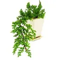 Exotenherz Bonsai Juniperus Wacholder Kaskade 10X10cm