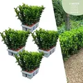 Plants by Frank | 24 Grüne Spindelstrauch Pflanzen | Euonymus Japonicus 'Green Spire' | Heckenpflanzen | Gartenpflanzen
