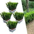 Plants by Frank | 24 Grüne Spindelstrauch Heckenpflanzen | Euonymus Japonicus 'Green Spire' | Japanischer Spindelstrauch | Buchsbaum Ersatz | Winterhart | Immergrüne Hecke | Gartenpflanzen