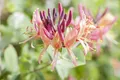 Pflanzen für Dich Kletterpflanze Lonicera periclymenum Serotina, 1 St., Waldgeißblatt, Jelängerjelieber, Geißblatt, duftend, spätblühend