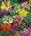 BALDUR Garten Blumenzwiebeln Sommerblüher Spar-Paket, Lilium, monatelange Blüte, pflegeleicht
