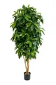 Kunstbaum Künstliche Schefflera - Ove, 172 cm, aplanta