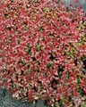Pflanzen für Dich Staude Sedum spurium Schorbuser Blut, 1 St., Teppich-Fetthenne, Mauerpfeffer