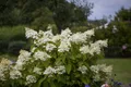Hydrangea paniculata 'Unique', Rispenhortensie, weiß, 125–150 cm