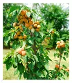 BALDUR Garten Säulen-Aprikose "Armi Col®", 1 Pflanze, Aprikosenbaum Prunus armeniaca winterhart, platzsparende Säule für kleine Gärten, Balkone & Terrassen, blühend