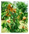 Säulen-Aprikose "Armi Col®",1 Pflanze Aprikosenbaum Prunus armeniaca winterhart