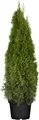 Thuja occidentalis 'Smaragd', Lebensbaum, immergrün, 120–140 cm