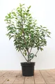 Prunus lusitanica 'Angustifolia', Portugiesischer Lorbeer, 40–60 cm