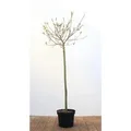Salix Gracilistyla Mount Aso Weidenkätzchen Rosa Blüten 80 cm Stammhöhe