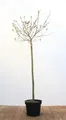 Salix gracilistyla 'Mount Aso' 80 cm Stammhöhe – Winterhart, Mehrjährig, Pflegeleicht – Japanische Weide – Ziergehölz für Garten & Kübel